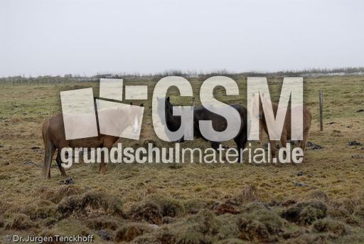 Islandpferde (35 von 50).jpg